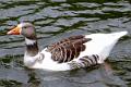 Canada goose - possibly gander